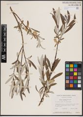 Foto von Salix candida Flüggé ex Willd.